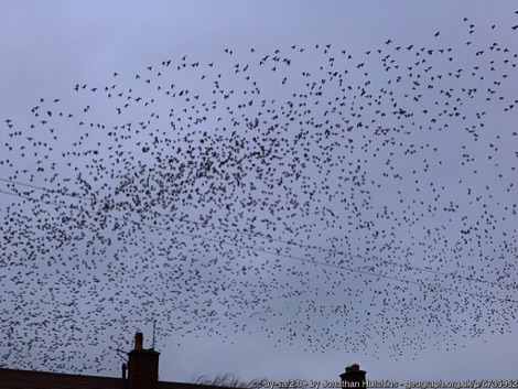 Starlings flying in a grey sky